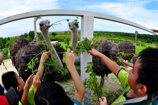 Uk Farm Agro Resort Keluang Ngoại thất bức ảnh